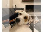 Labrador Retriever DOG FOR ADOPTION RGADN-1088482 - Poppy - Labrador Retriever /