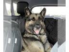 German Shepherd Dog DOG FOR ADOPTION RGADN-1088836 - Matthias - German Shepherd