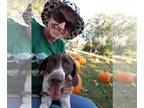 Pointer DOG FOR ADOPTION RGADN-1089387 - Chevron (Chevy) - English Pointer