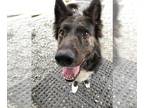 Border Collie Mix DOG FOR ADOPTION RGADN-1090849 - Walter - Border Collie /