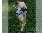 Border-Aussie DOG FOR ADOPTION RGADN-1091271 - Link - Australian Shepherd /