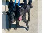 Australian Kelpie-Labrador Retriever Mix DOG FOR ADOPTION RGADN-1093692 - Mica -