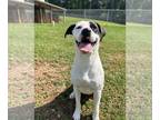 American Pit Bull Terrier Mix DOG FOR ADOPTION RGADN-1094732 - Riley - Pit Bull