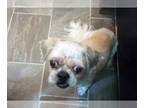 Shih Tzu DOG FOR ADOPTION RGADN-1097379 - Toby - Shih Tzu (medium coat) Dog For