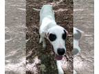 Pointer DOG FOR ADOPTION RGADN-1101289 - Leo - English Pointer Dog For Adoption