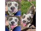 Adopt LAUREL a Pit Bull Terrier
