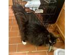 Adopt Godiva a Domestic Long Hair, Domestic Short Hair