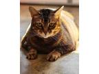 Adopt Maisy23 Declawed a Abyssinian