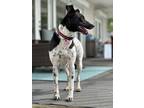 Adopt Momma a Australian Cattle Dog / Blue Heeler, Border Collie