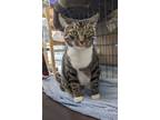 Adopt Flower a Domestic Short Hair
