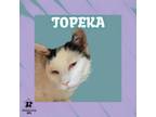 Adopt Topeka a Domestic Short Hair