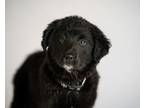 Adopt Winnie a Rough Collie, Maremma Sheepdog