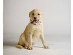Adopt Lizzie a Rough Collie, Maremma Sheepdog