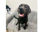 Adopt Lu Lu (Luna) a Cane Corso, Labrador Retriever