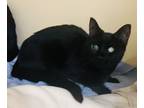 Adopt Baby Doll a Domestic Short Hair