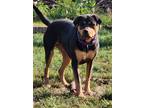 Adopt Lyla a Rottweiler