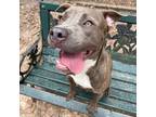 Adopt Zoey a Pit Bull Terrier, Mixed Breed