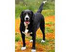 Adopt TASHA a Border Collie