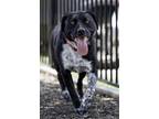 Adopt Lady a Australian Cattle Dog / Blue Heeler, Great Pyrenees