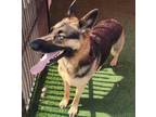 Adopt Luna a German Shepherd Dog
