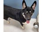 Adopt Seika Spirit of the West 57841 a Husky, German Shepherd Dog