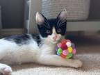 Adopt Ellie a Domestic Short Hair, American Shorthair