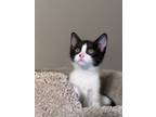 Adopt Eloise a Domestic Short Hair, American Shorthair