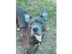 Adopt Belle of the Ball (in foster) a Pit Bull Terrier, Mixed Breed