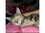 Adopt Kiki a Bengal