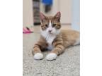 Adopt Caesar a Domestic Long Hair