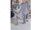 Adopt Eliza a Tabby