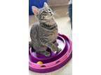 Adopt Ava a Tabby