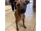 Adopt Rose a Labrador Retriever, Mixed Breed