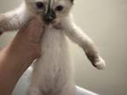 Macy Kittens