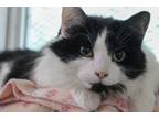 Adopt Oreo Flurry a Maine Coon, Domestic Long Hair