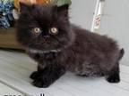 CFA Persian Black Color Male Green Collar