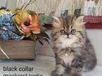 CFA Persian Mackrel Tortie Tabby Female Black