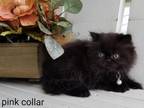 CFA Persian Black Color Female Pink Collar