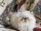 CFA Persian Himalayan Seal Lynx Point Male Blue