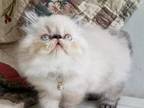 CFA Persian Himalayan Seal Lynx Point Male Green