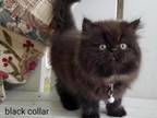 CFA Persian Black Color Male