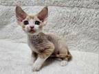Caesar Cream Bicolor Devon Rex Baby Boy