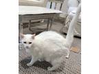 Adopt Lilly a Domestic Short Hair, Siamese