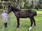 Svp Molly's Justin: Registered Amish / Bred Percheron Colt