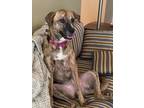 Adopt Piper a Plott Hound, Shepherd