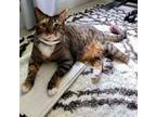 Adopt Luna a Domestic Short Hair
