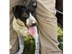 Adopt Margaret a Pointer, Labrador Retriever