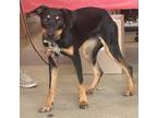 Adopt Mali a Yellow Labrador Retriever, Black Mouth Cur