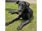 Adopt Genie a Whippet, German Shepherd Dog