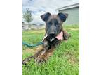 Adopt Rory a German Shepherd Dog, Chow Chow